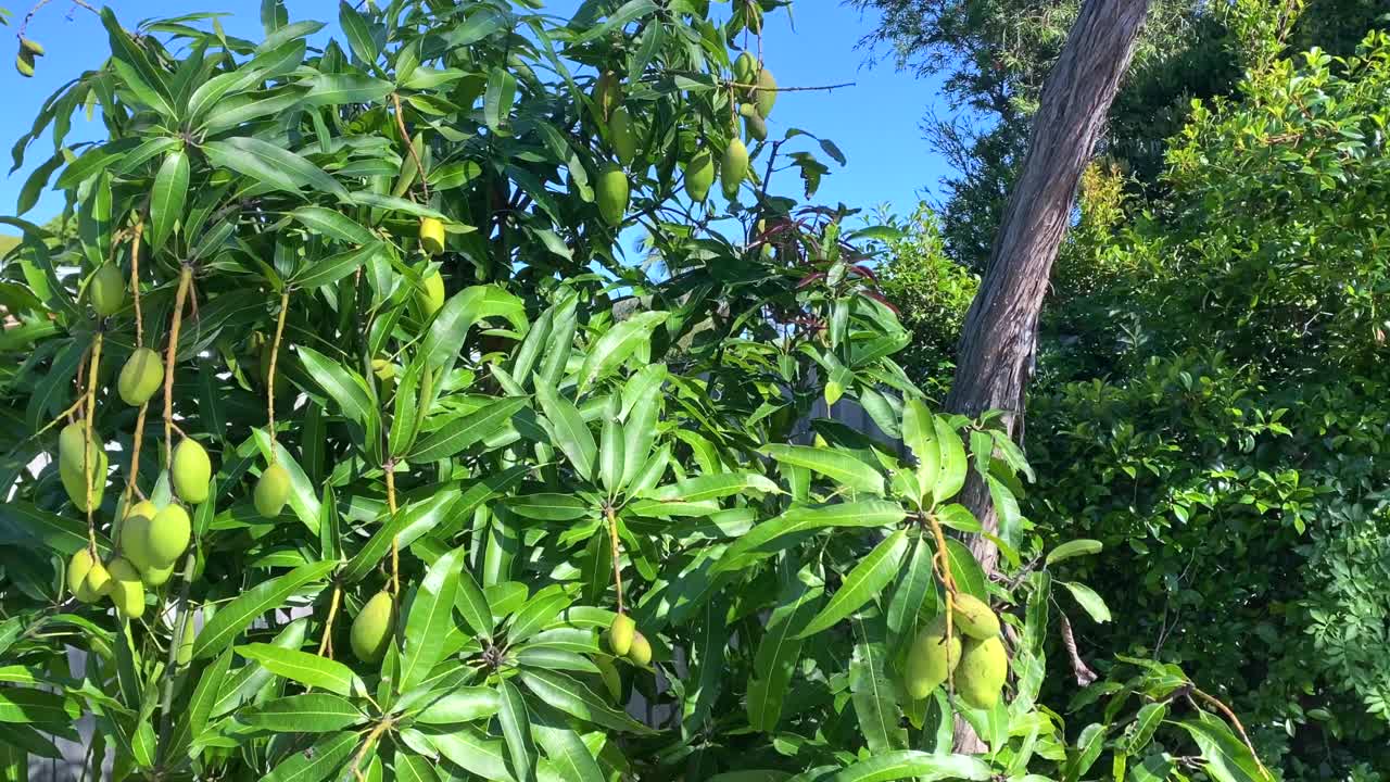 未成熟的芒果长在树上视频下载
