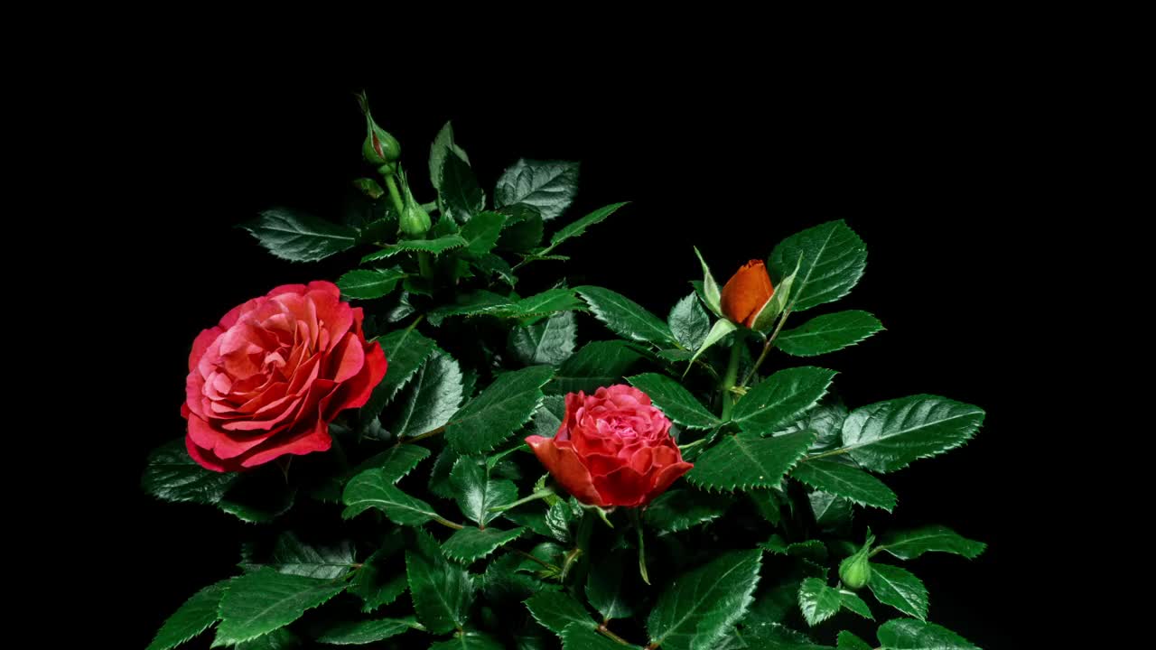 红玫瑰植物盛开的花在时间推移上的黑色背景。几朵花在时间的推移中开放的花蕾和移动的花瓣视频素材