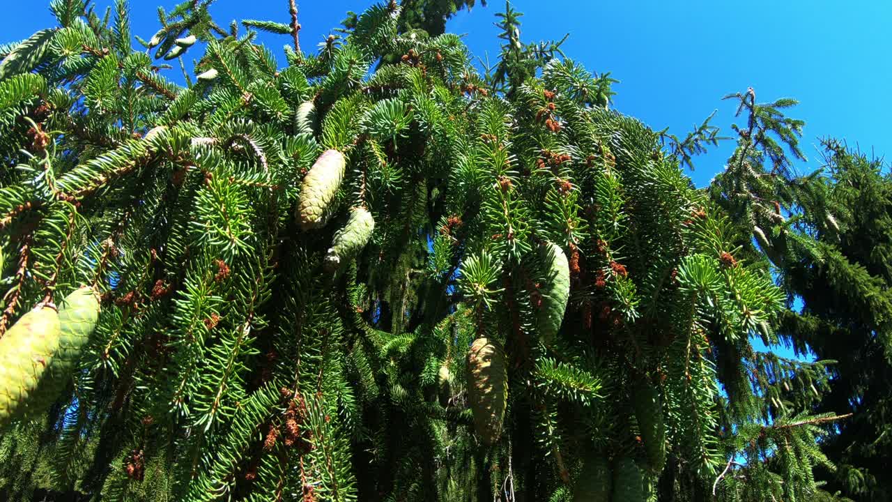 树枝上的冷杉球果，特写镜头。视频素材