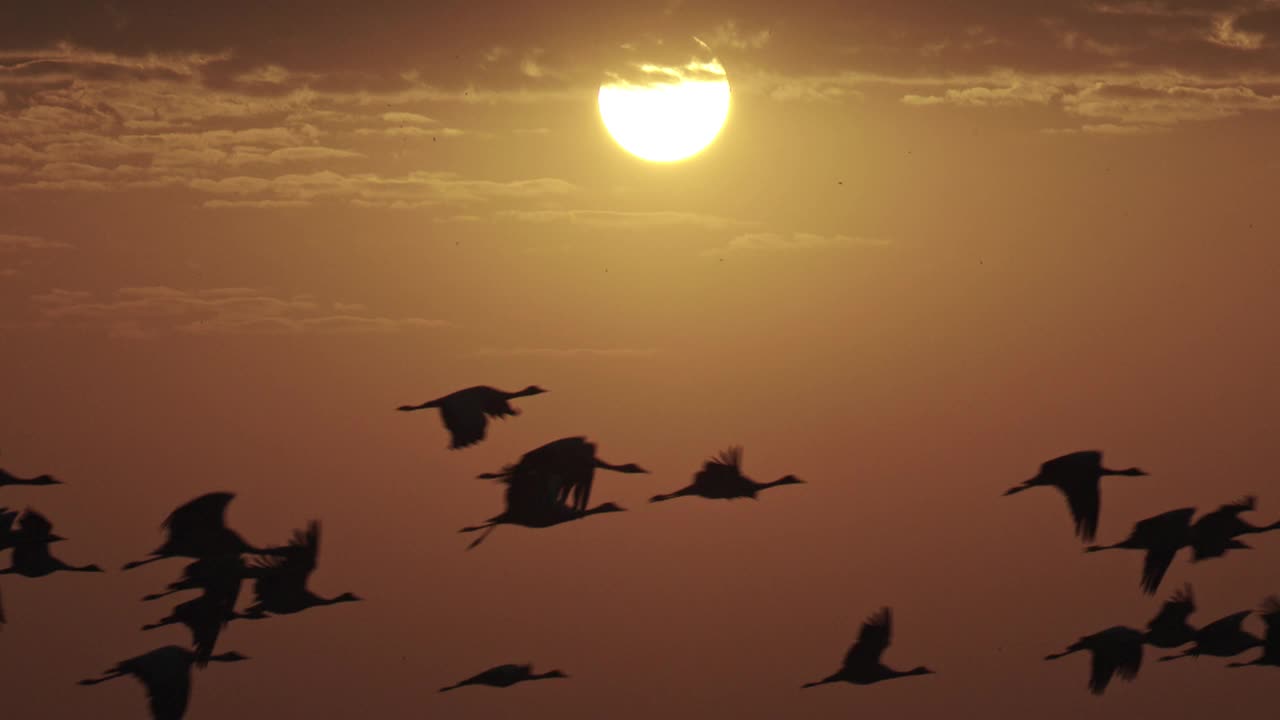 太阳升起时，鹤雀飞过天空——慢镜头/剪影视频素材