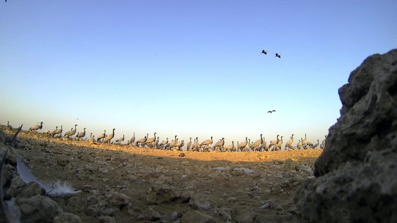 一群鹤雀觅食，在沙漠地区行走，还有一些在天空中飞翔——长镜头视频素材