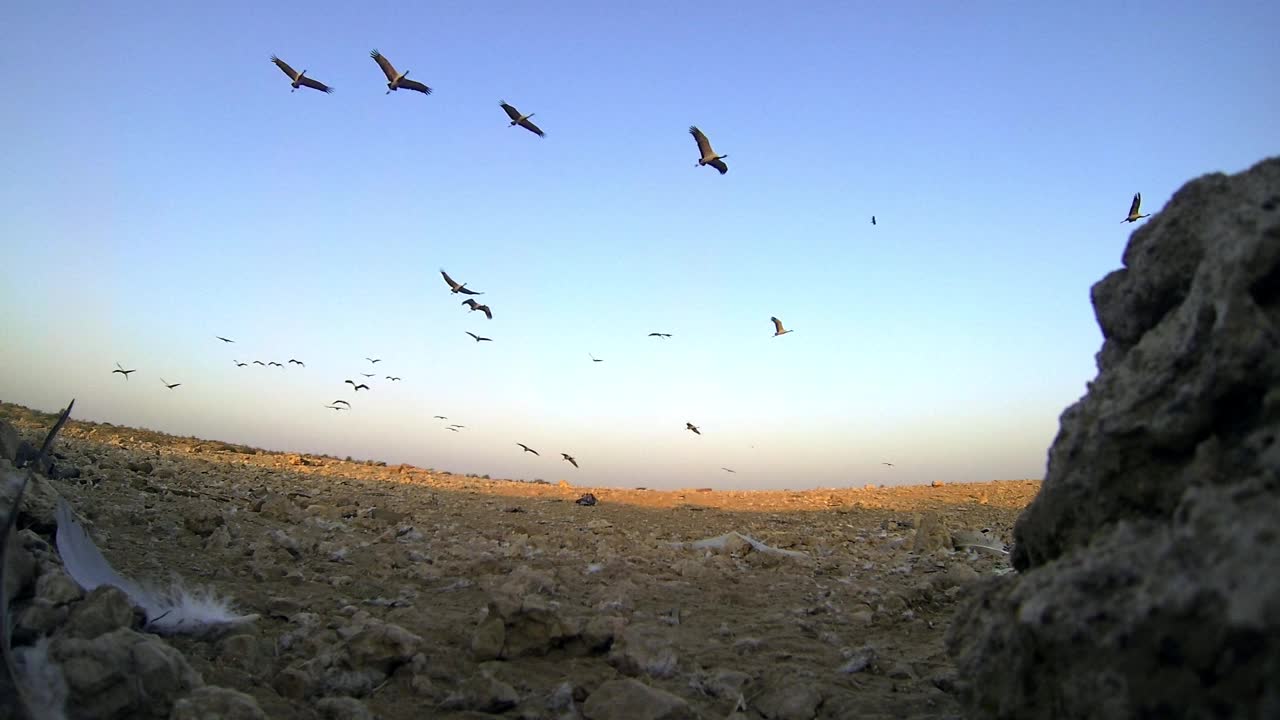 鸟群鹤在天空中飞翔-低角度观视频素材