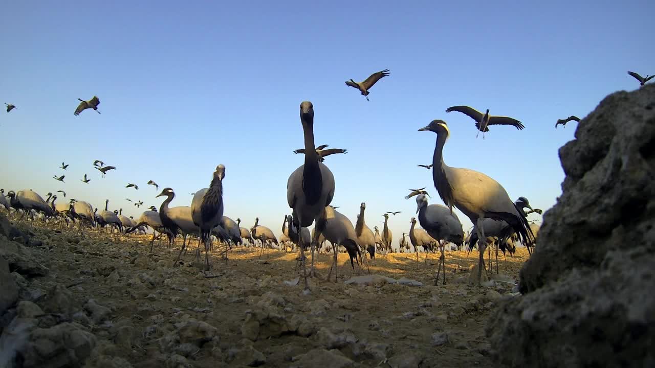这群鹤鸟觅食，在沙漠地区行走，还有一些在天空中飞行的镜头视频素材