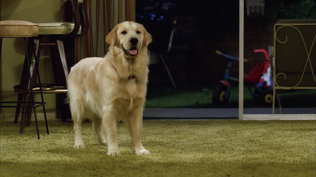 中角的金毛猎犬坐在客厅的地毯上。狗叫着摇尾巴。动物表演。纱门和室外玄关可见于bg。孩子的三轮车在外面打开纱门。视频下载