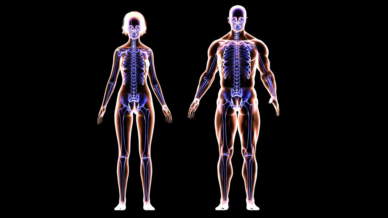 健美夫妇的骨骼和肌肉系统视频素材