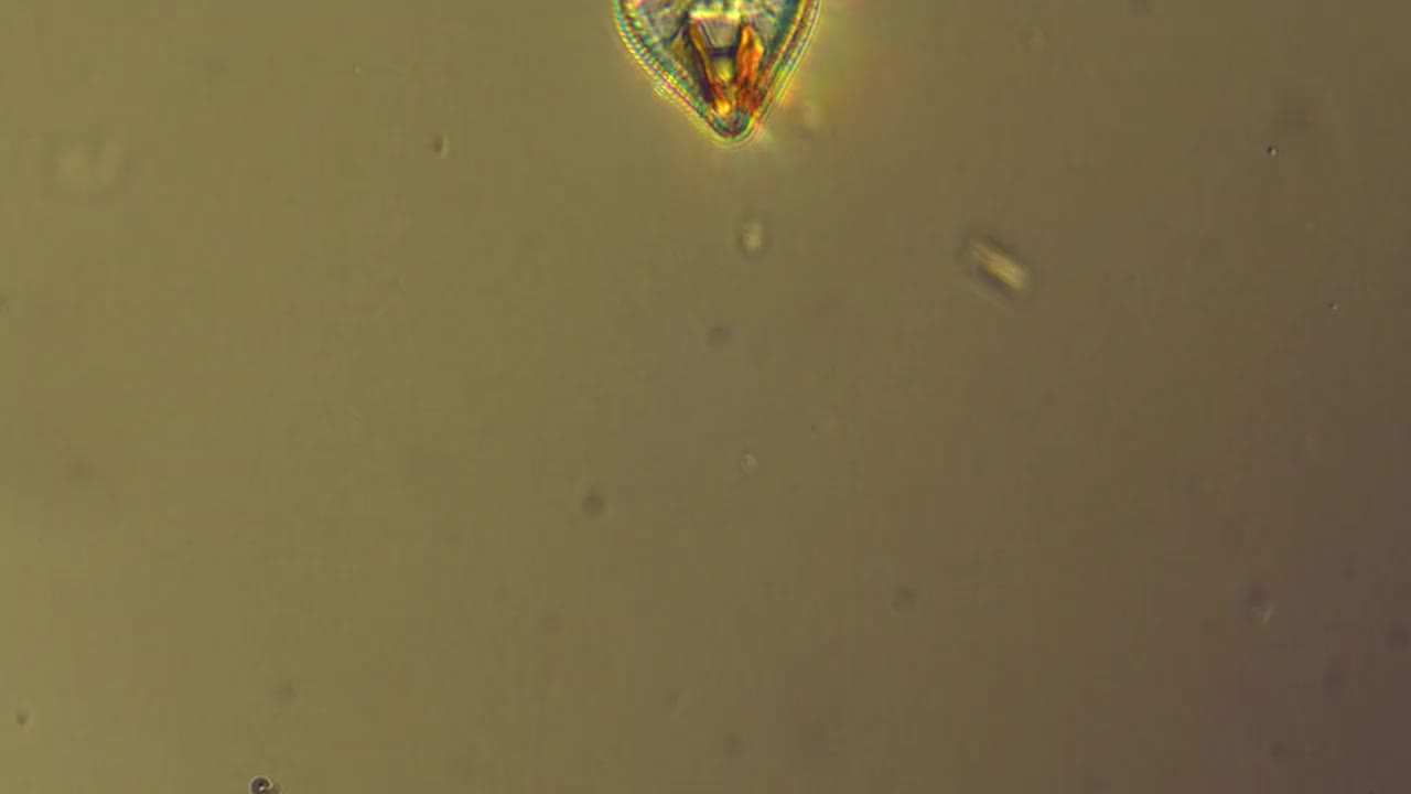硅藻微生物显微镜观察视频下载