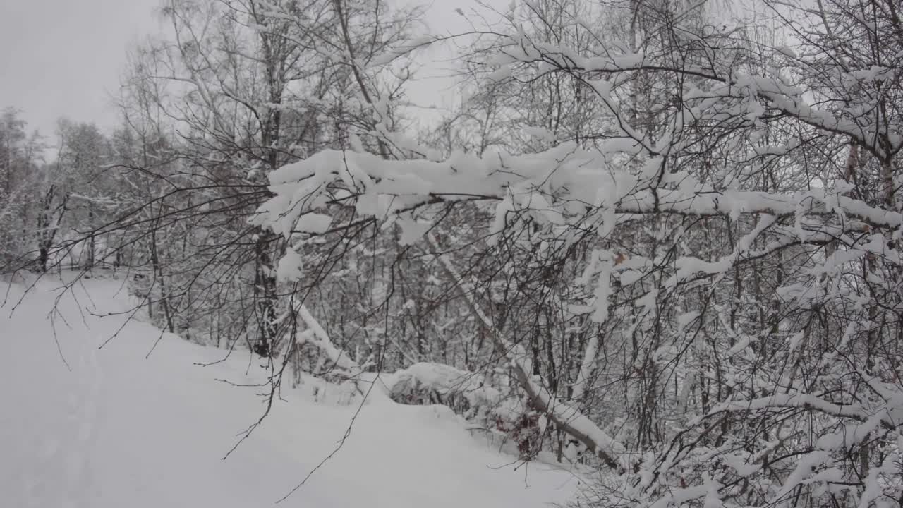 在一片白色的森林中，围绕着一棵被雪覆盖的树的枝干做圆周运动视频素材
