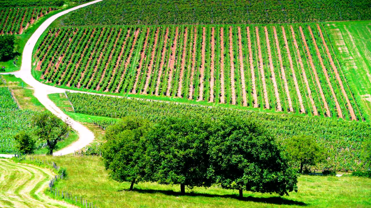 绿色山谷与葡萄园，汝拉法国。间隔拍摄视频素材