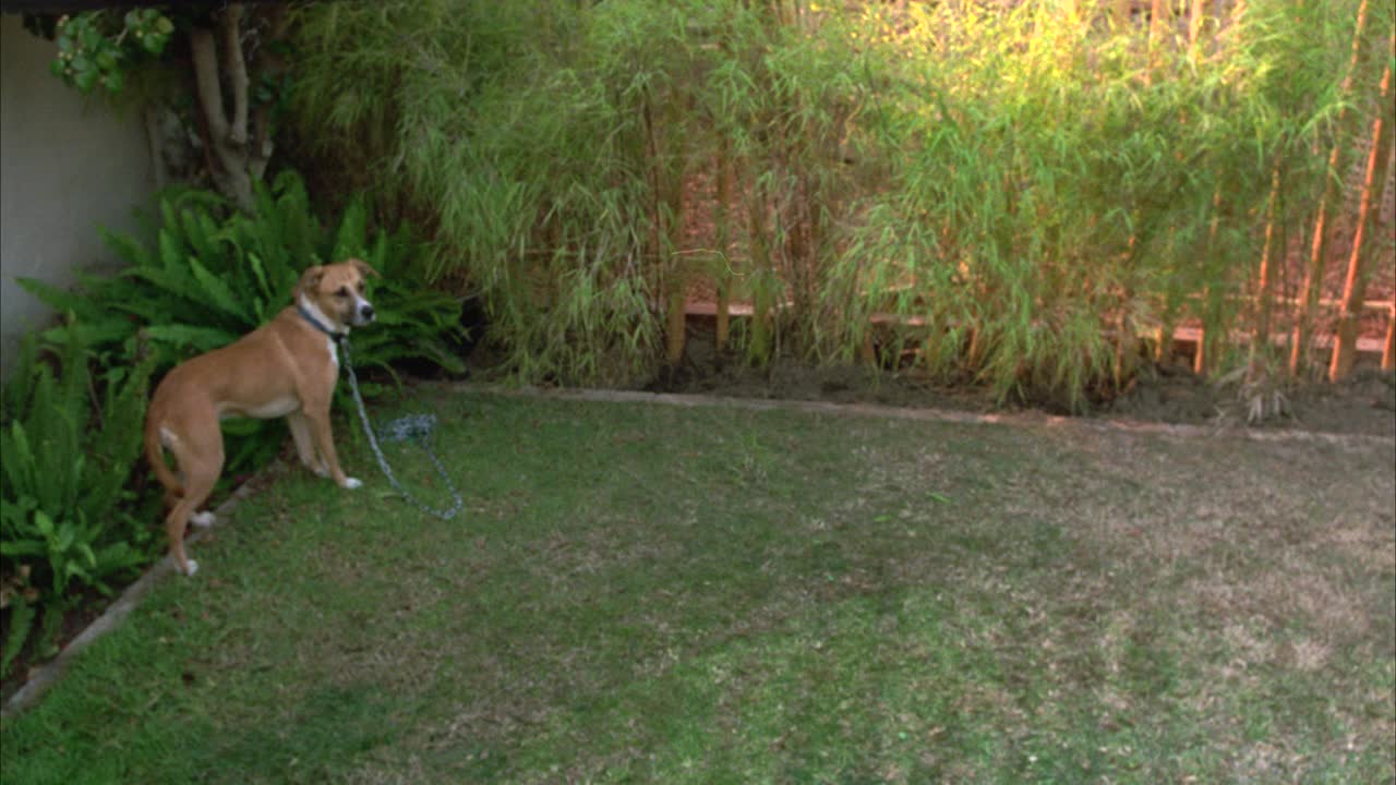 高角度下的狗拴在后院吠叫。竹计划在bg。一小块草地。视频下载