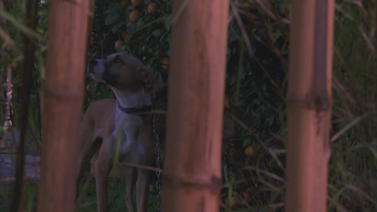 透过竹林或栅栏可以看到狗的近景。在bg可见的橘子树。可能是后院。狗走近竹子和棍子。吠叫。视频下载