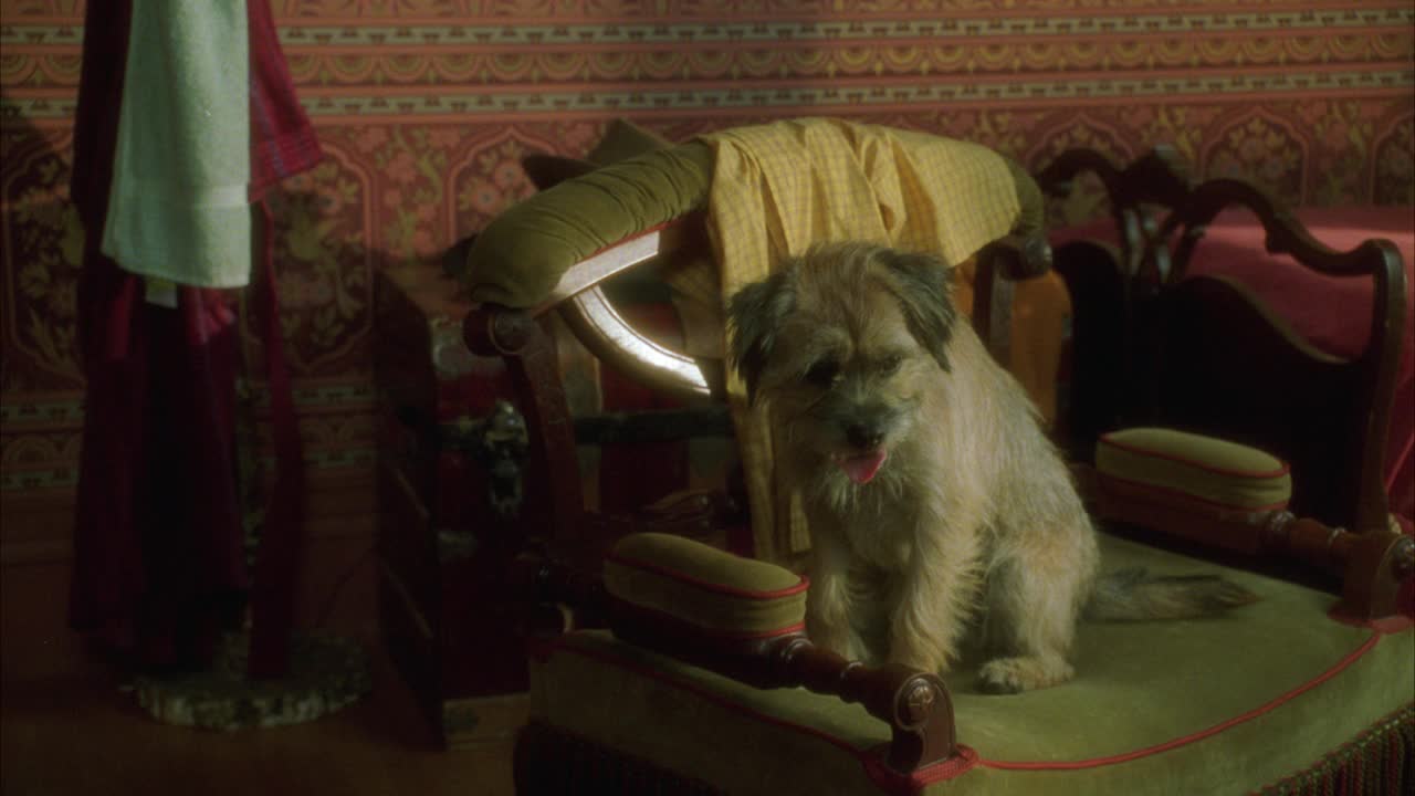 中等角度的狗或杂种狗坐在椅子上的卧室。浴衣和毛巾挂在bg的衣架上。人把装满食物的狗碗放在地板上。狗跳下椅子吃东西。狗叫。视频下载
