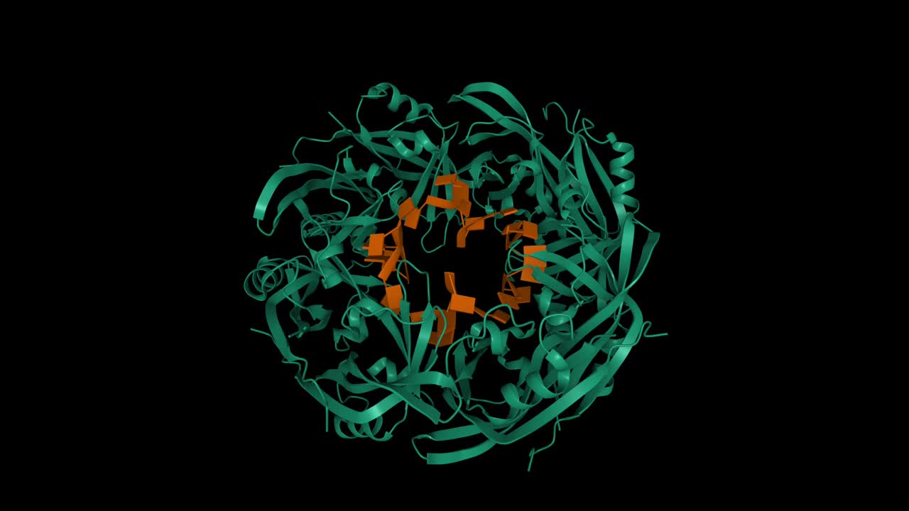 埃博拉病毒VP40八聚体环(绿色)由DNA寡核苷酸生成(棕色)视频素材