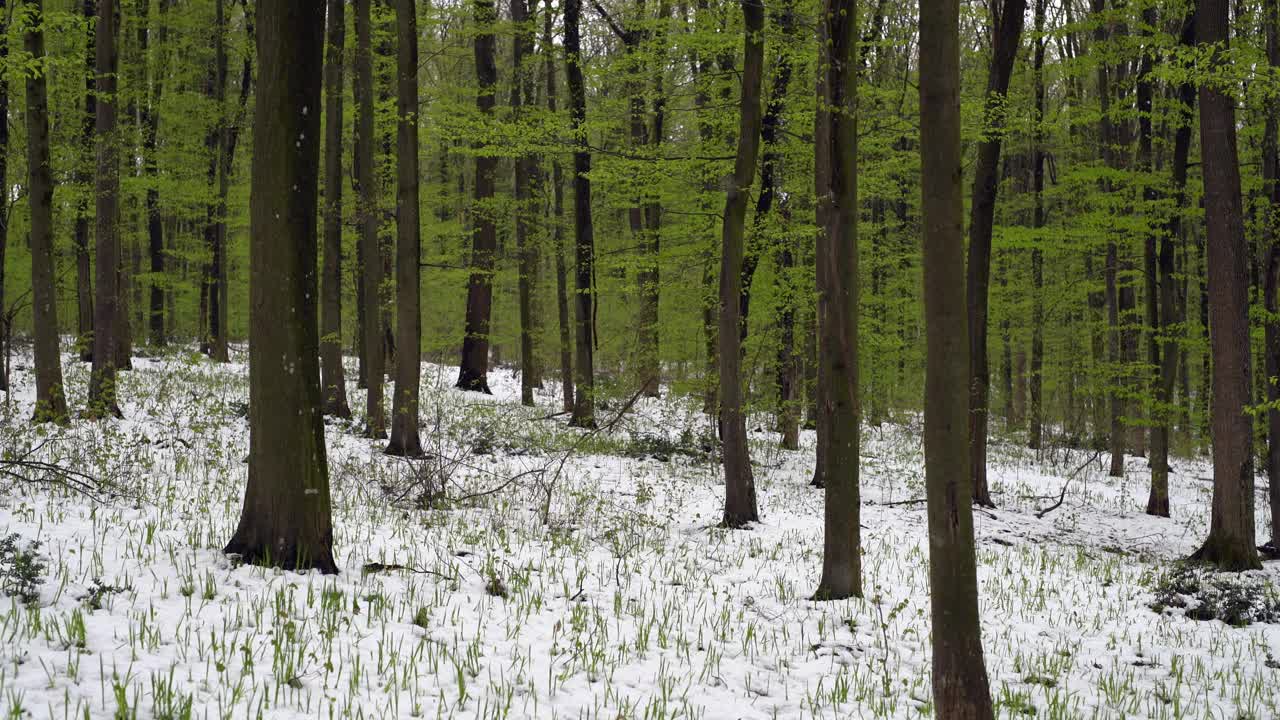 春天在森林里飘落着雪花视频素材