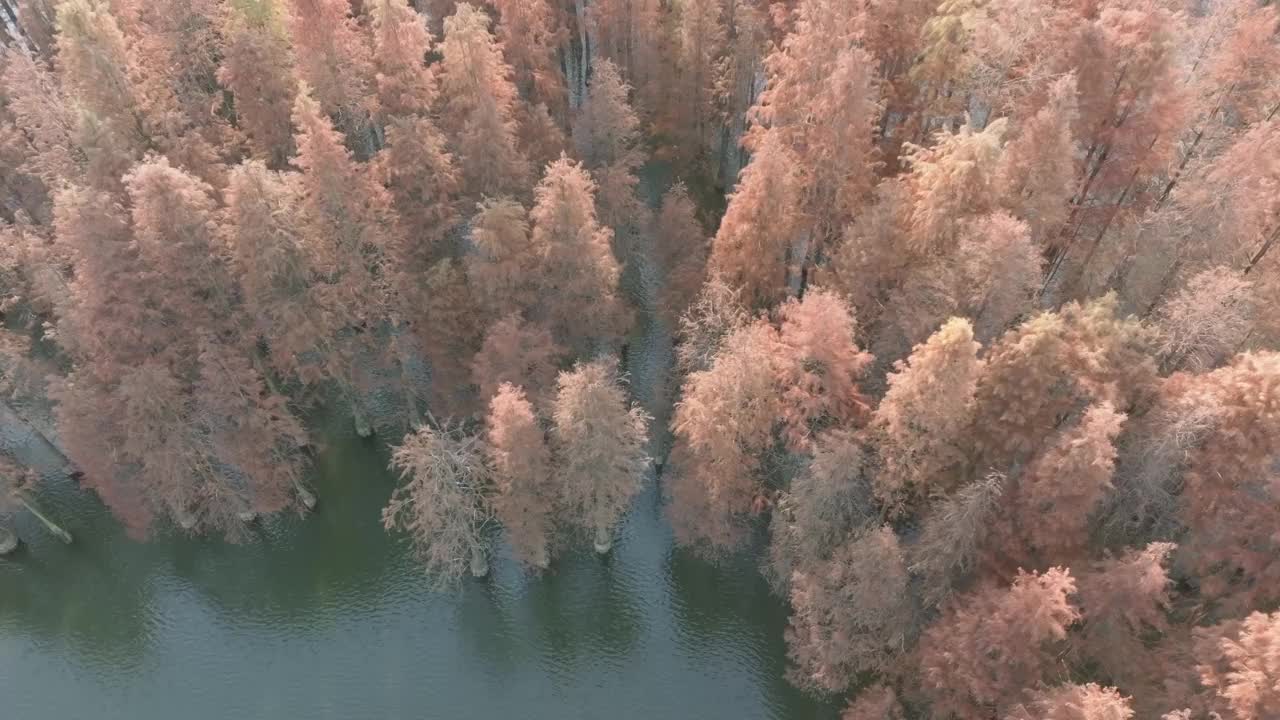 冬湖水杉林视频素材