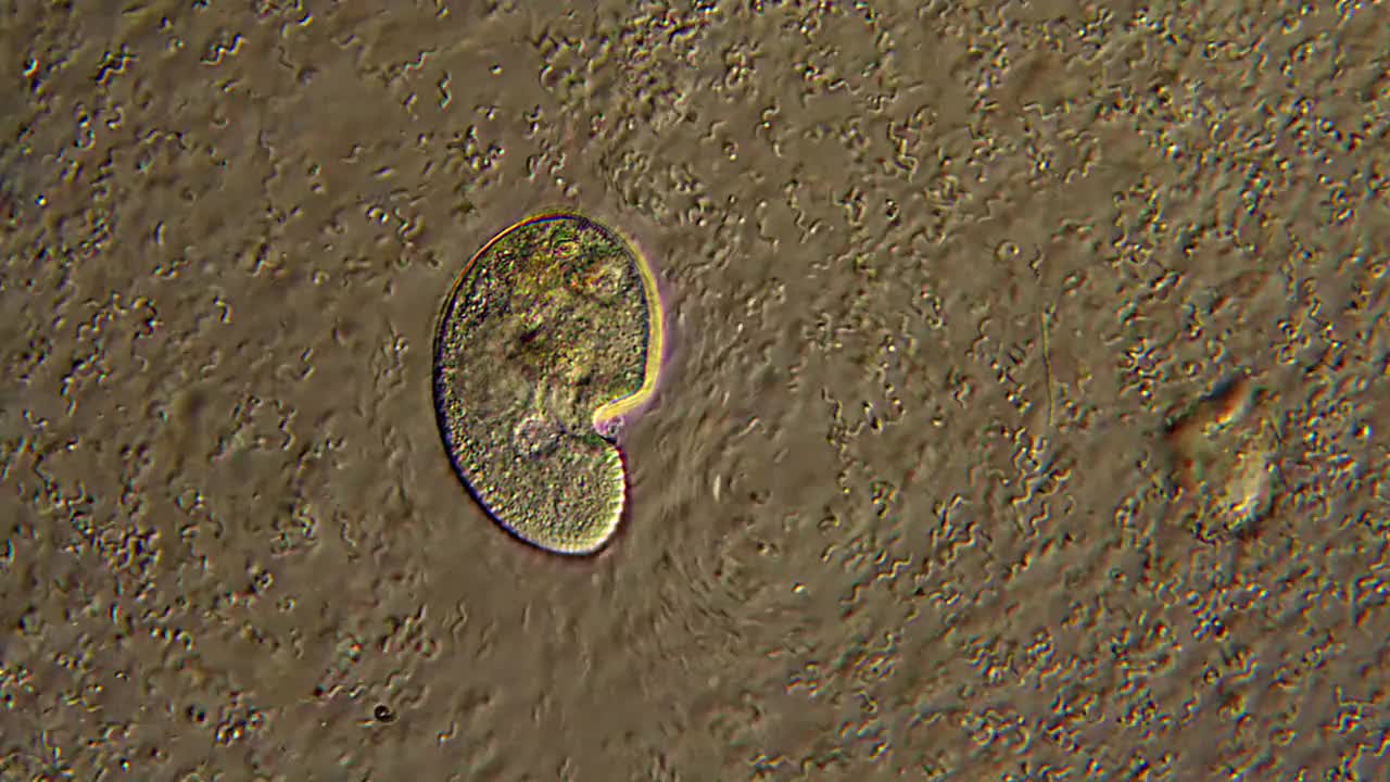 纤毛虫微生物显微镜观察视频下载