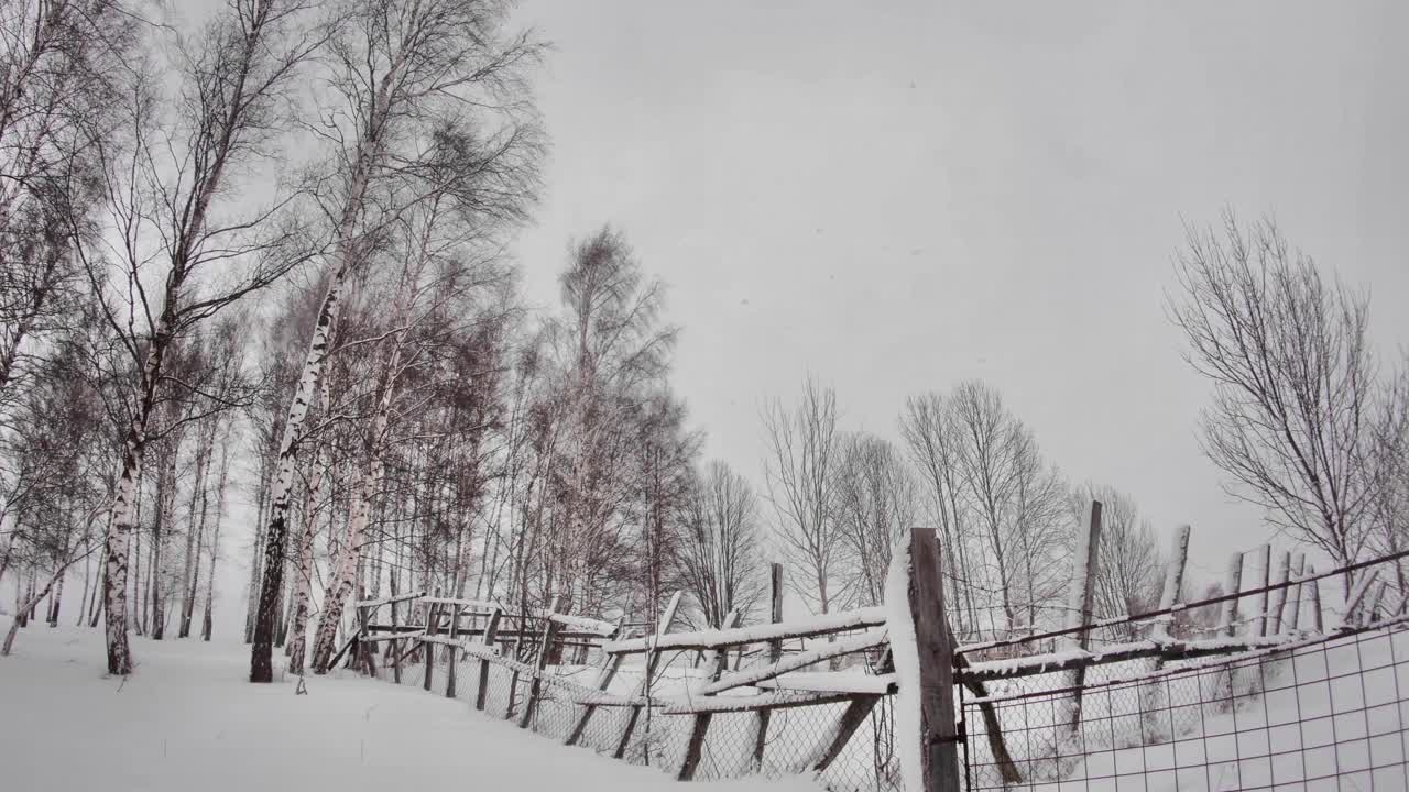 落叶的桦树在风的击打下，带着暴风雪的雪越过环绕在森林边缘的花园的栅栏视频素材