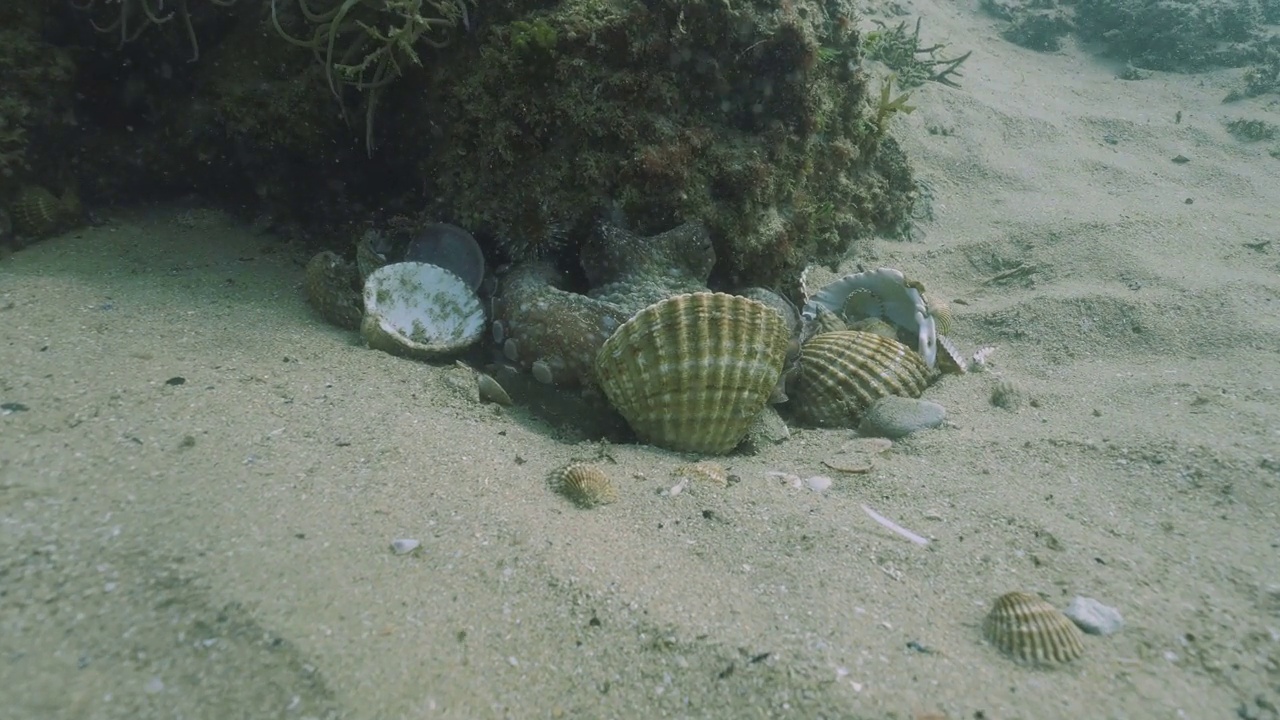 普通的章鱼躲在大西洋的贝壳后面视频下载