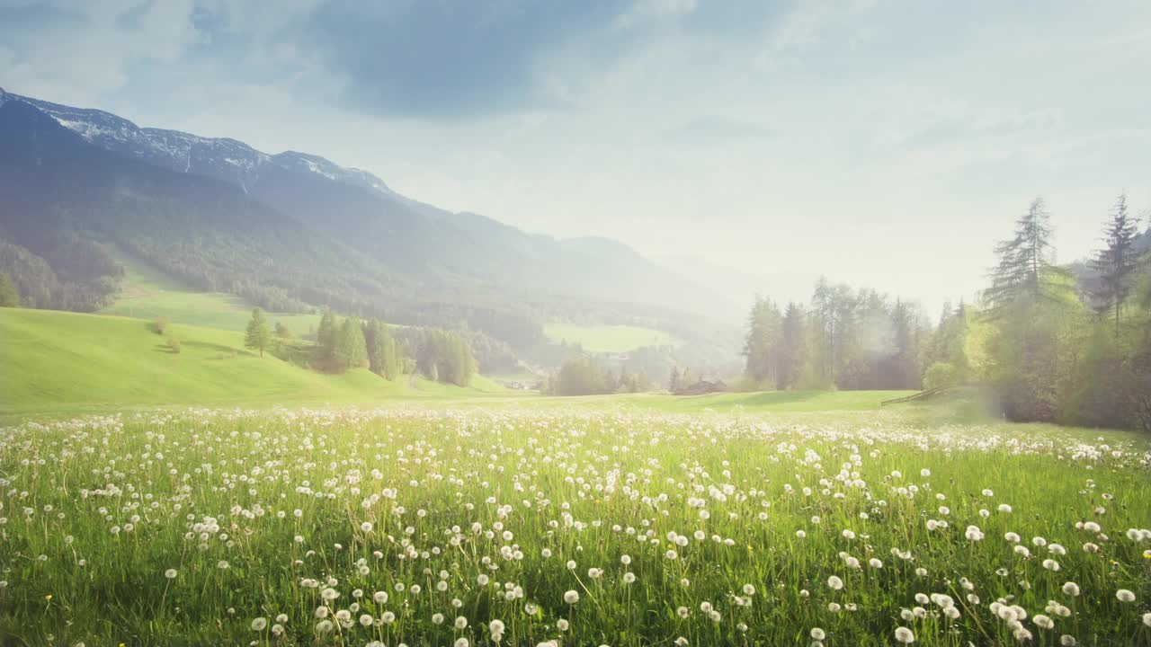 意大利南蒂罗尔，朵罗米蒂的春天蒲公英的田野视频素材