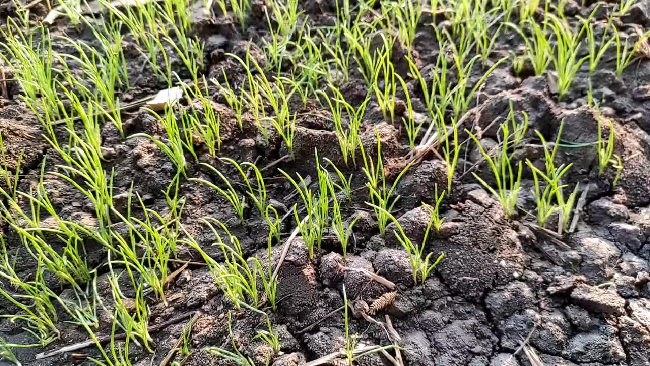 美丽的印度乡村农场绿色农业孜然植物生长在土壤视频片段视频下载