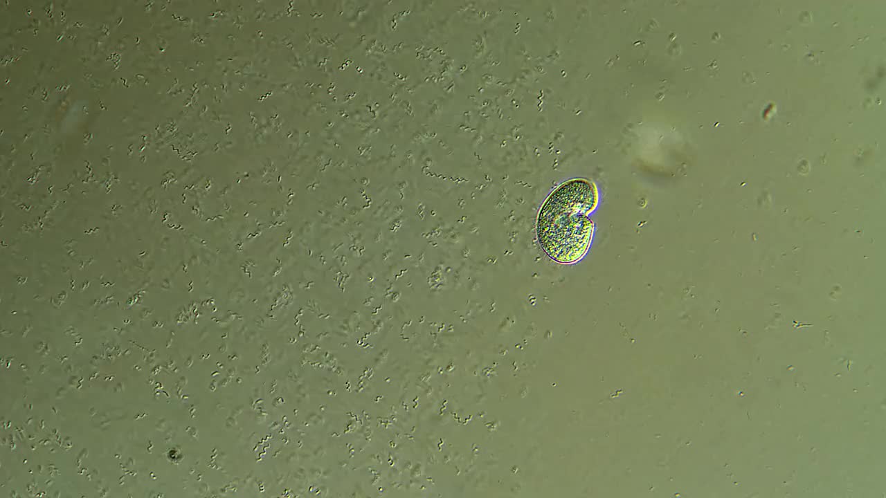 纤毛虫微生物显微镜观察视频下载