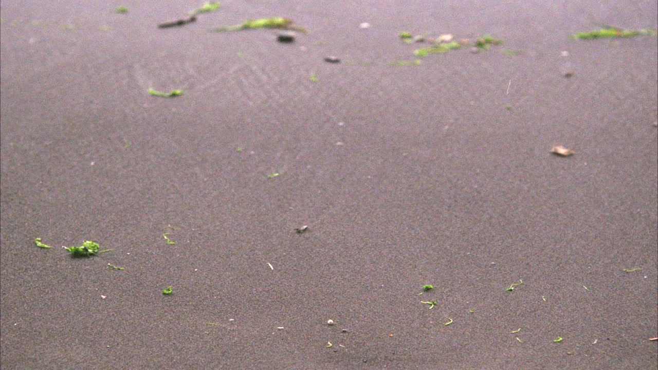 靠近沙滩上的脚印。男人的引导的足迹。可能是海滩或海岸。视频下载