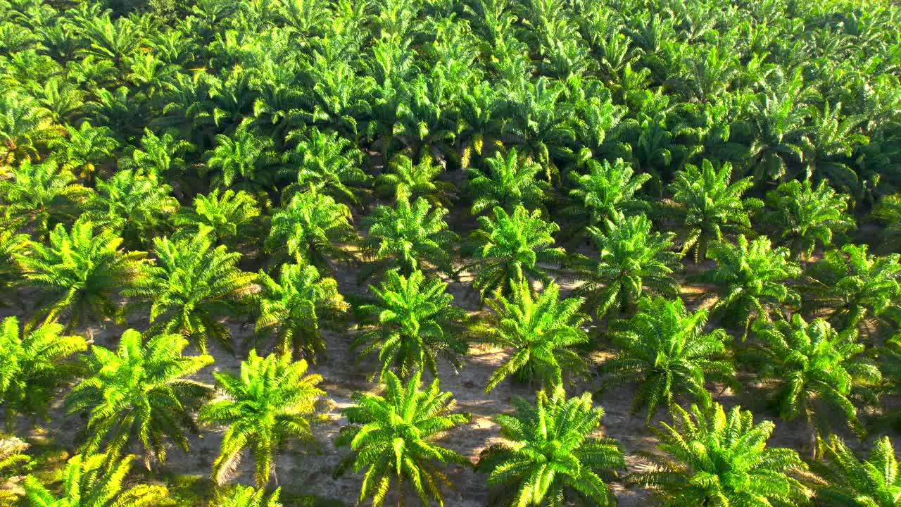 无人机拍摄的棕榈油种植园。棕榈油产品，用于生产石油出口。视频素材