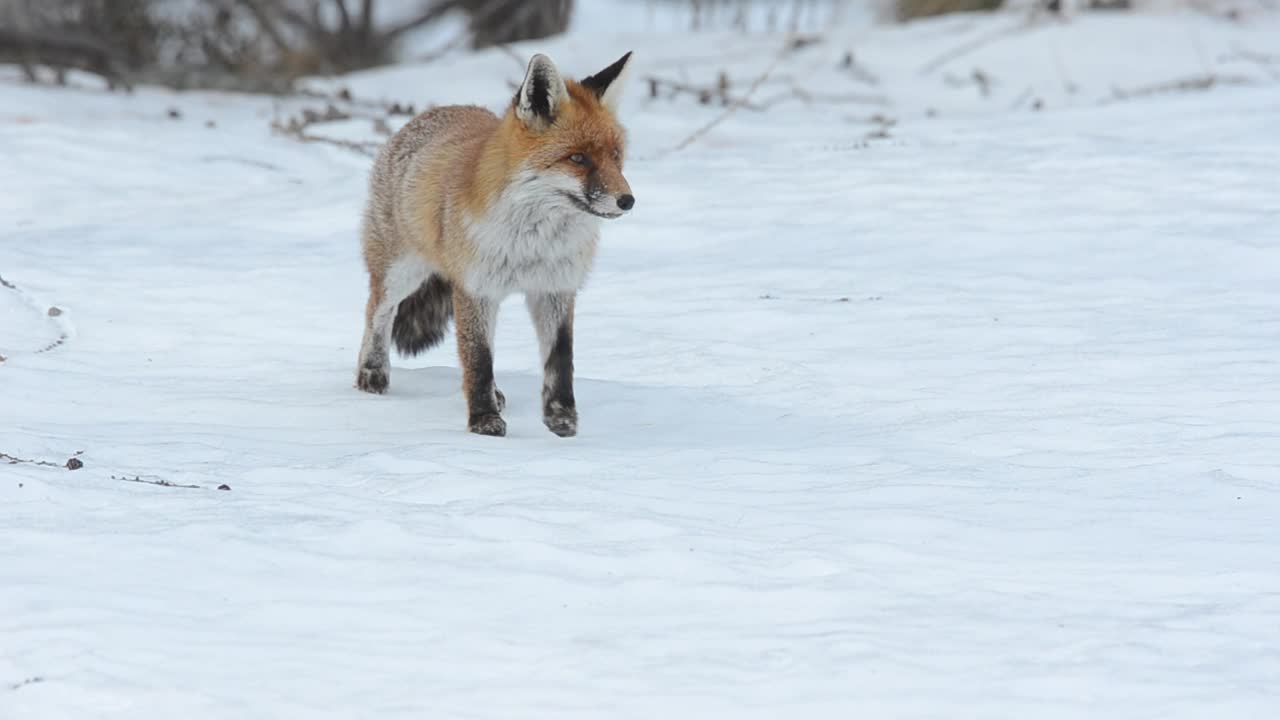 雪地里的红狐狸视频素材