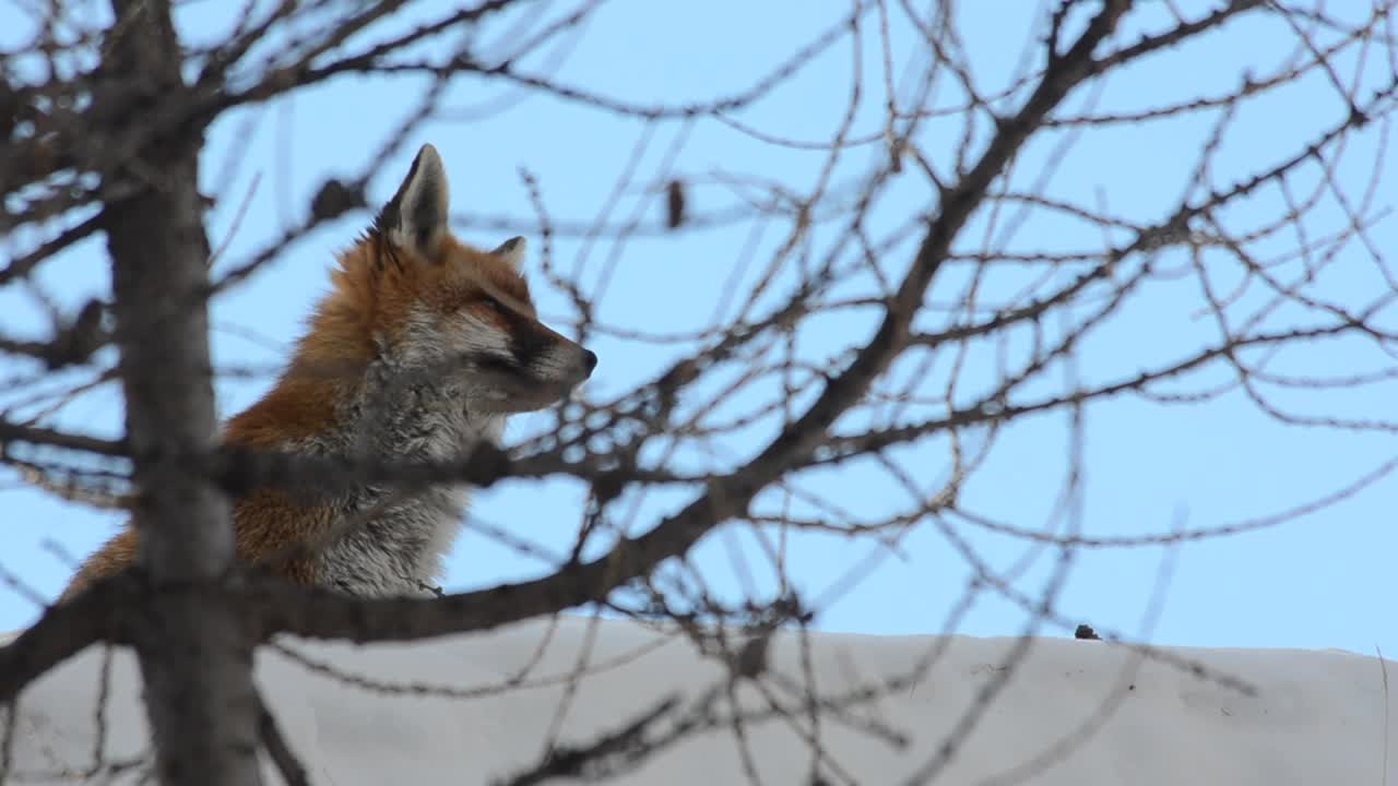雪地里的红狐狸视频素材
