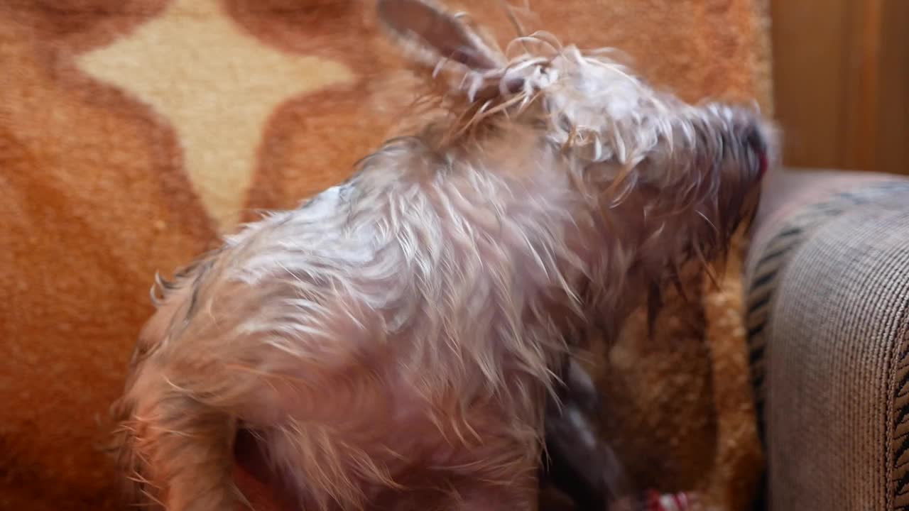 一只毛茸茸、湿漉漉的约克希尔梗狗在洗澡后用爪子搔了搔耳朵。狗在喝水后耳朵发痒是个问题。一只可爱的小狗正在家里抓耳朵。视频素材