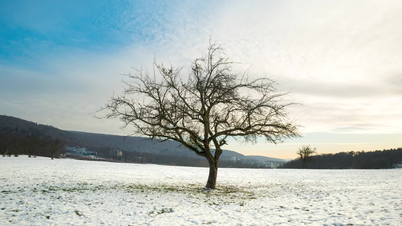 冬天一棵孤零零的树的超放大照片视频下载