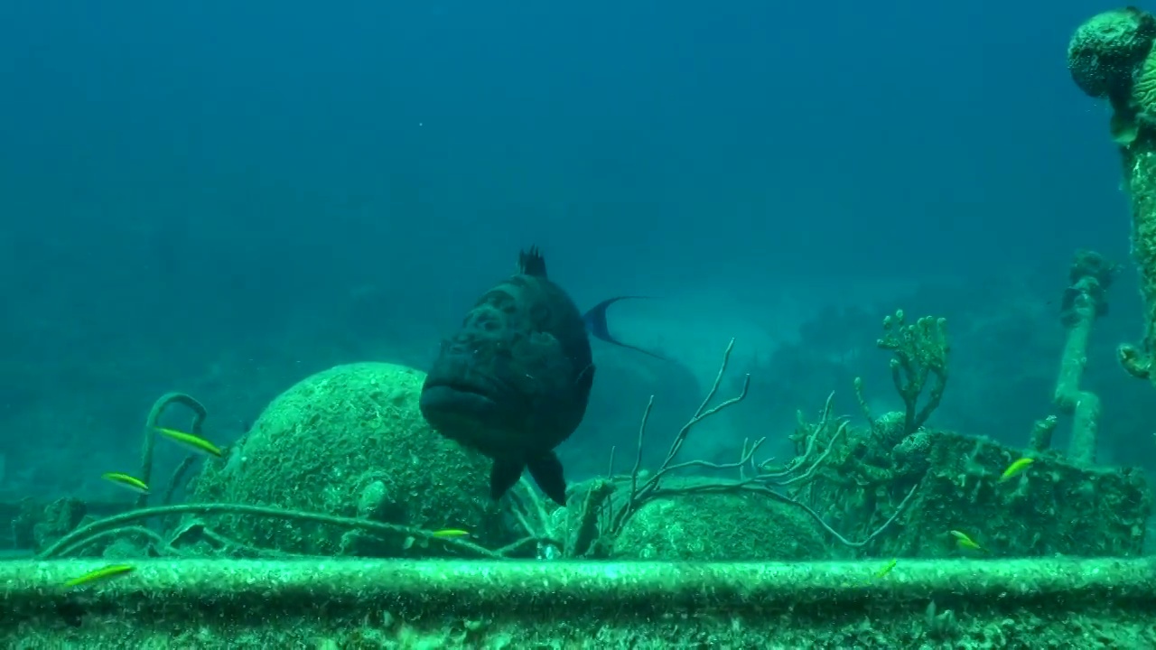 沿着沉船游动的石斑鱼视频素材