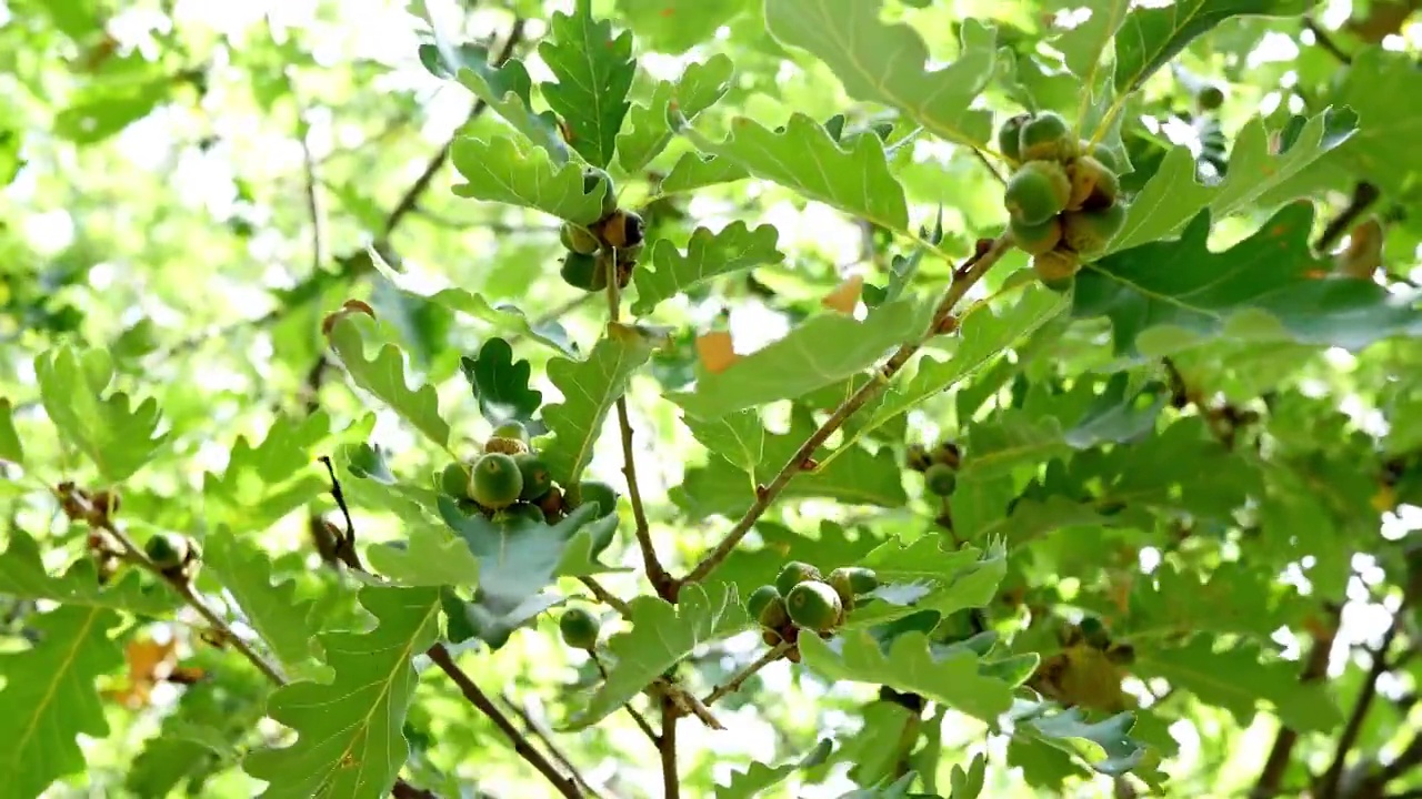 橡树的树枝上挂着橡子，树叶在风中飞舞视频下载