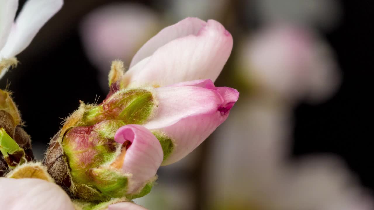 杏花盛开在一个水平时间推移4k视频黑色背景。放大梅花在春天开花的视频。视频素材