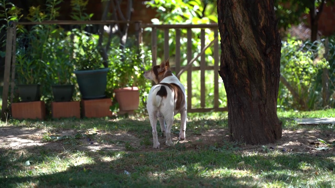 可爱的小狗嗅着乡村后院的草，正在寻找吃的东西视频素材