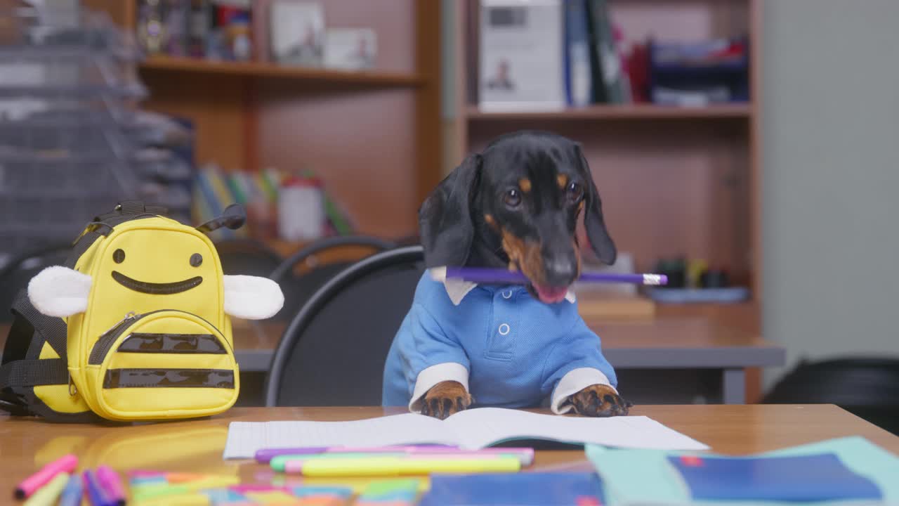 一头黑色和棕褐色的光滑毛腊肠狗坐在教室里的木制桌子上，旁边是放着蜂印和学习用品的背包视频素材