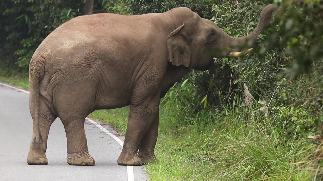 泰国Khao Yai国家公园的大象视频素材