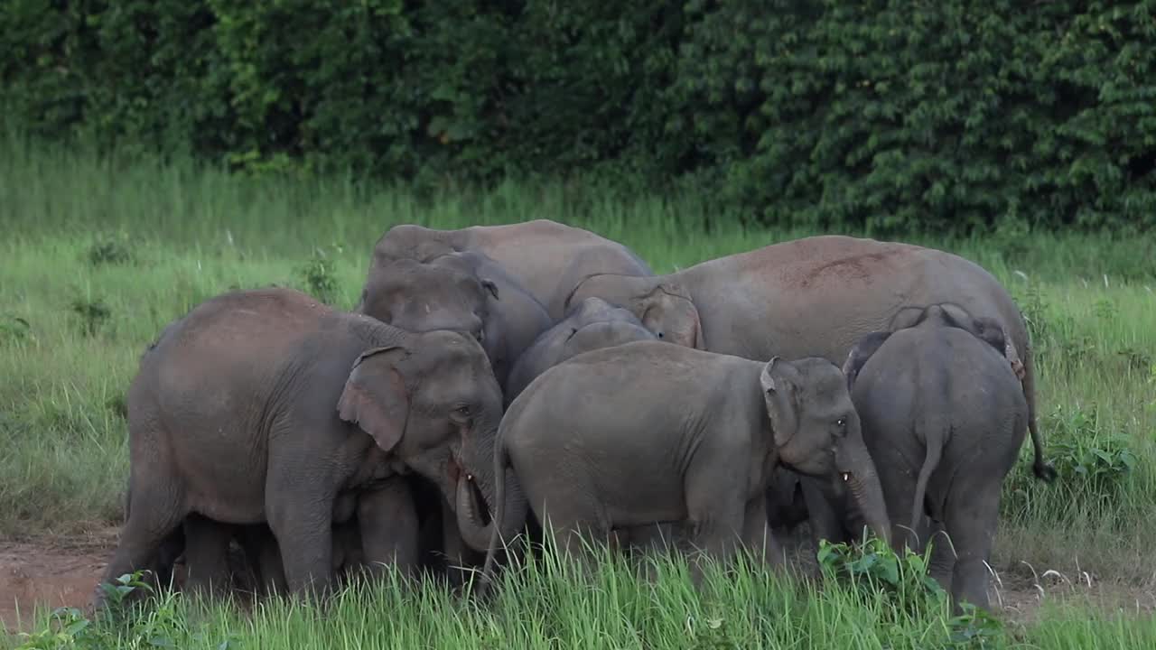 大象和婴儿在绿色的草地上视频素材