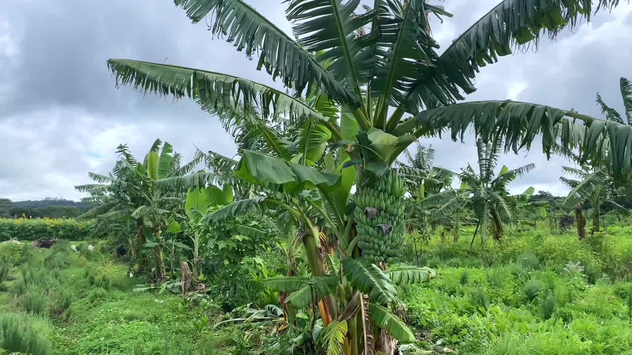 香蕉树种植园在乡村农场视频素材