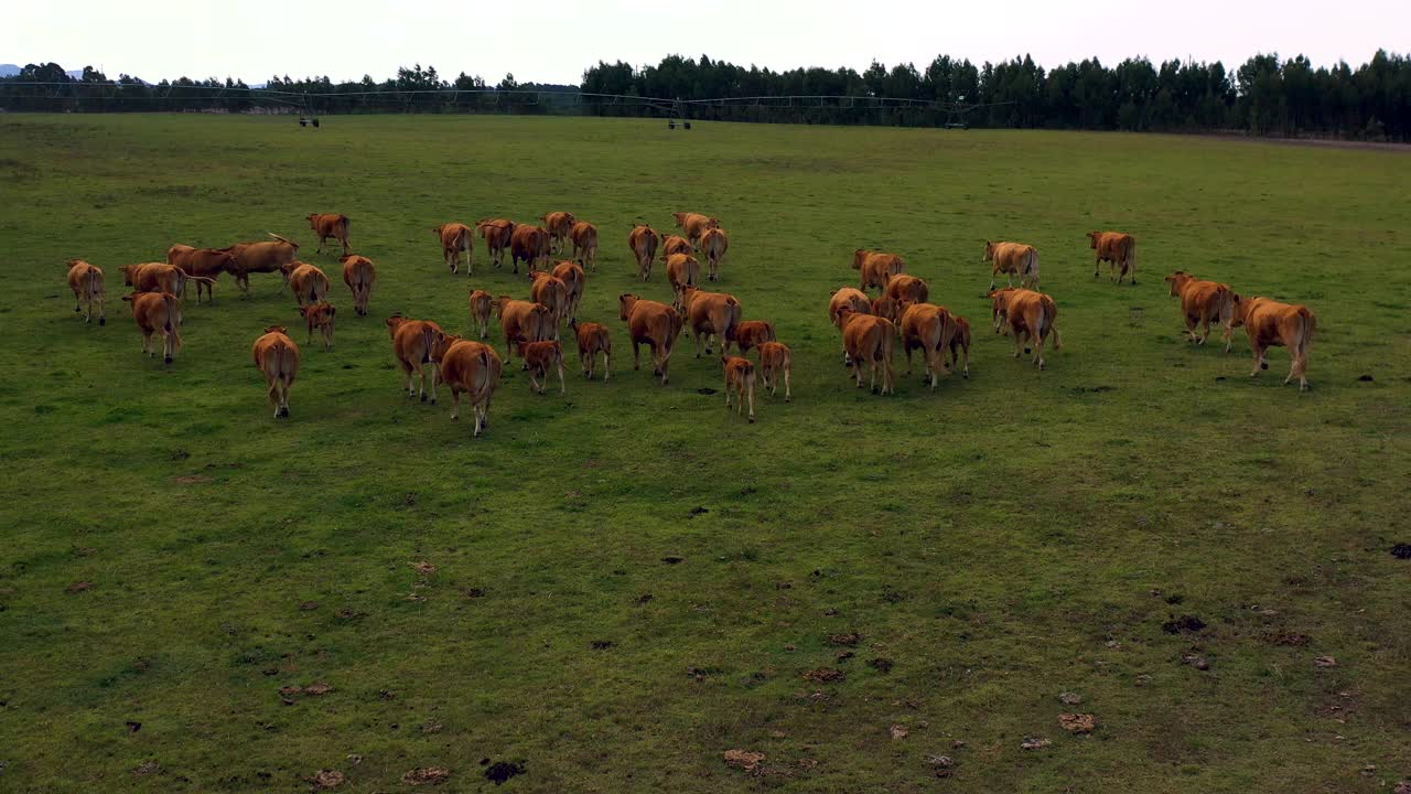 在葡萄牙南部阿连特霍的农田里放牧动物。视频素材
