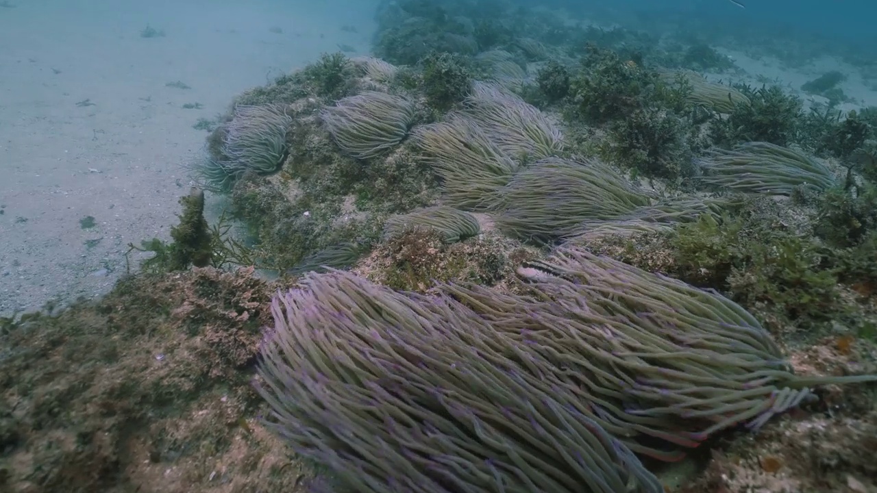 大西洋浅海地区的珊瑚礁景观视频下载