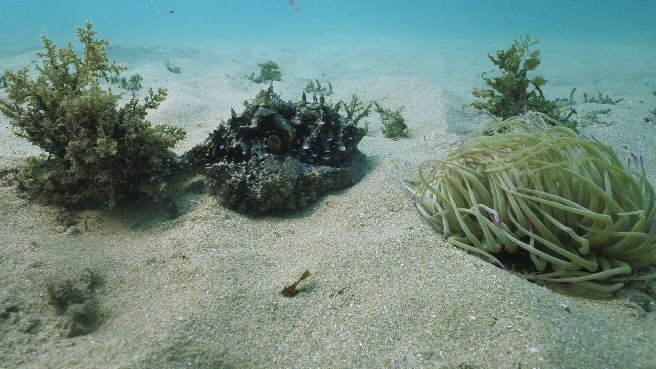 普通章鱼在大西洋的沙质海底移动视频下载