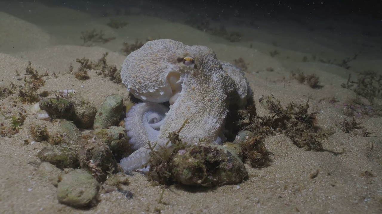 大西洋暗礁上的普通章鱼视频下载