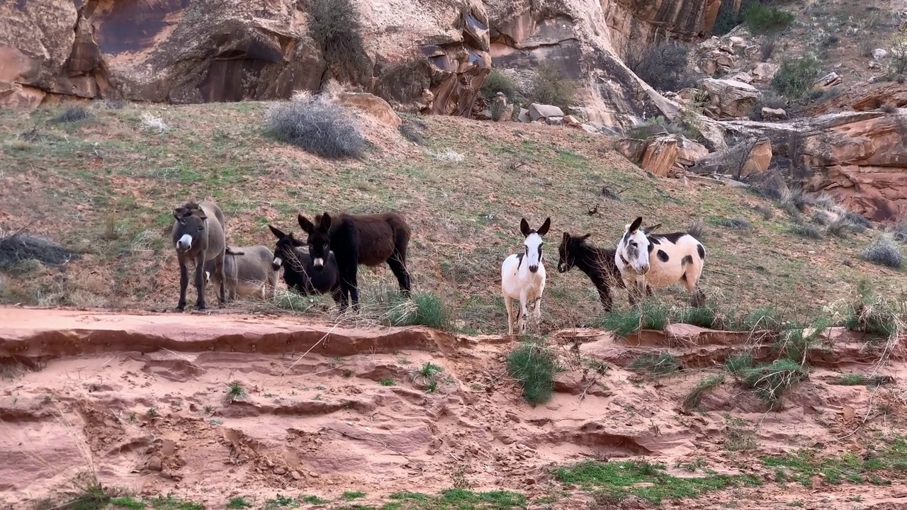 手持拍摄的可爱的野生骡子放牧在犹他州的马蹄峡谷视频下载