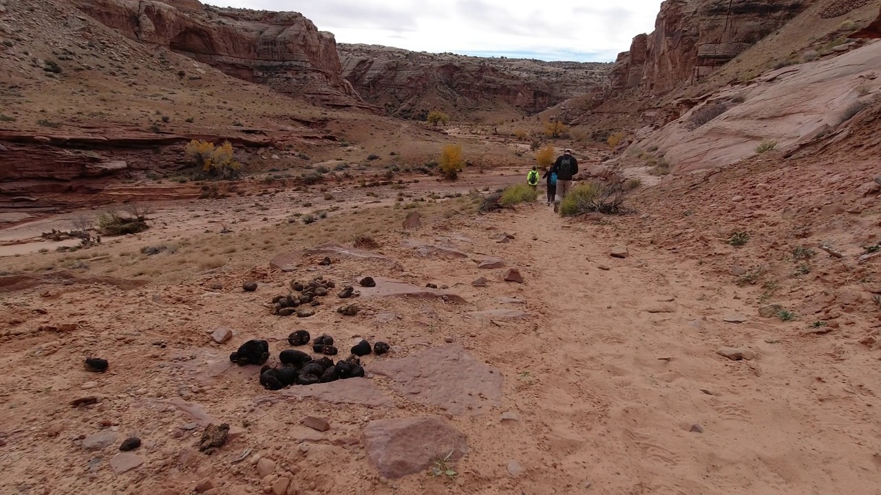 手持拍摄的一堆粗大的马粪在一边的远足路线在犹他州的马蹄峡谷视频下载