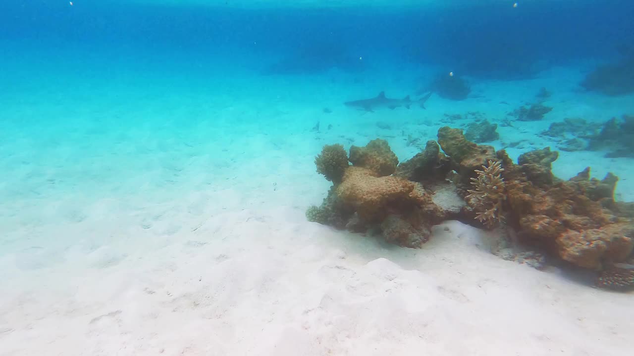 灰色礁鲨在马尔代夫浅海底游泳视频下载