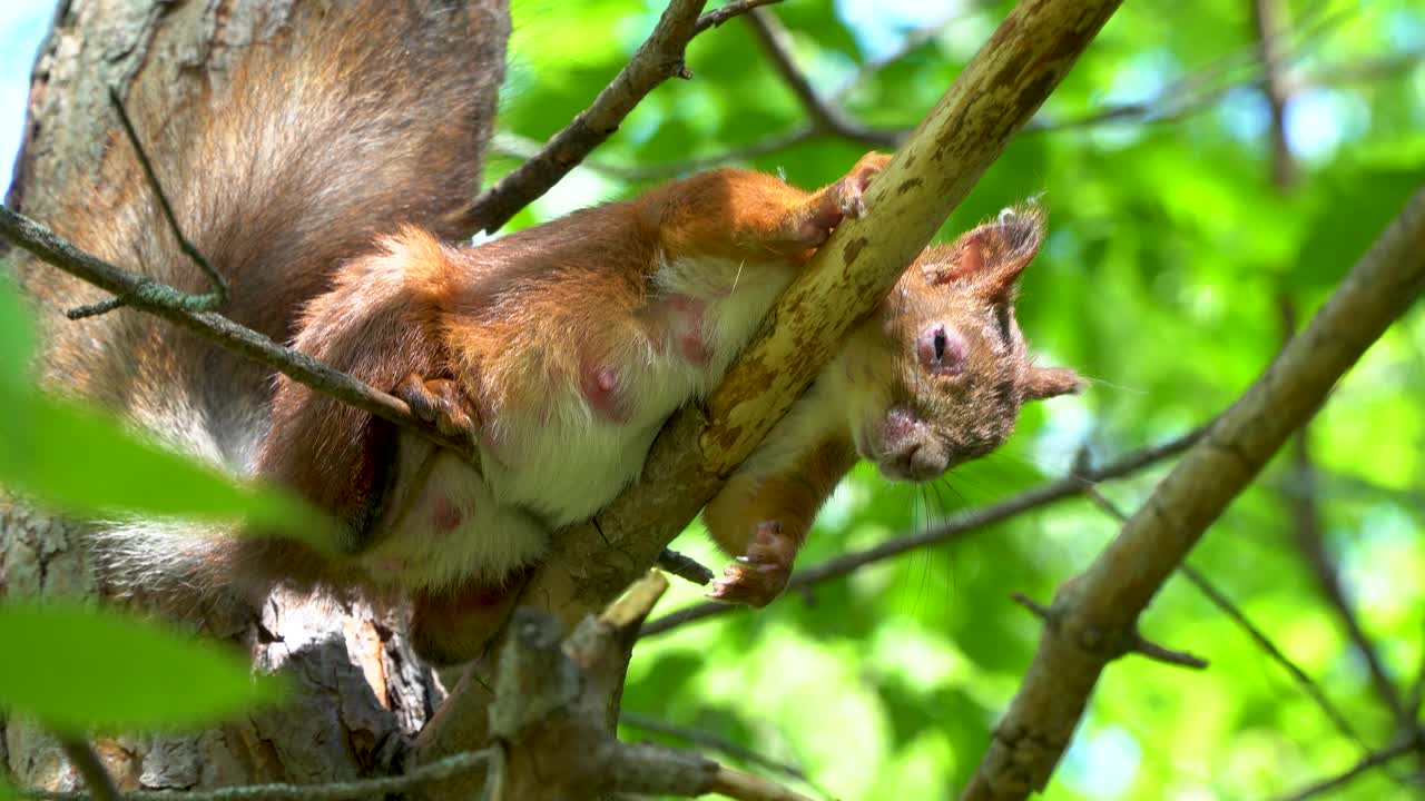 松鼠睡在树枝上。松树上的森林猴子。北美林奈。怀孕的红松鼠正在休息视频素材