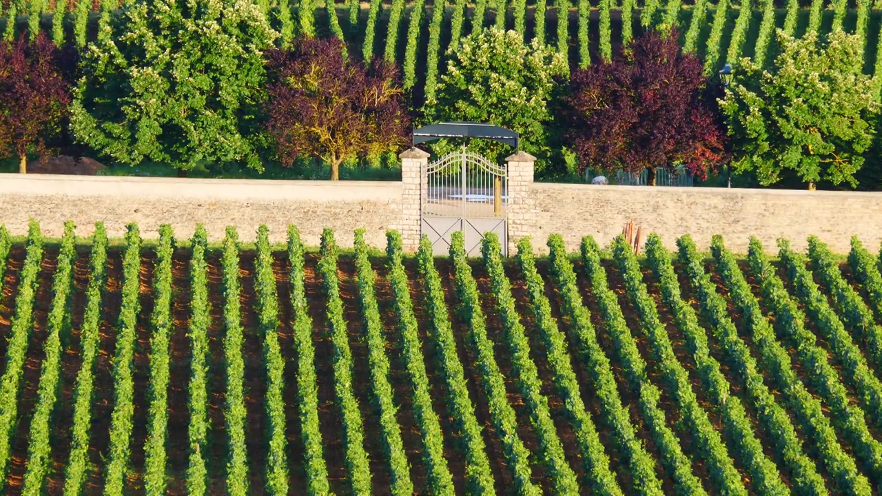 绿色葡萄园。法国波马葡萄酒产区视频素材