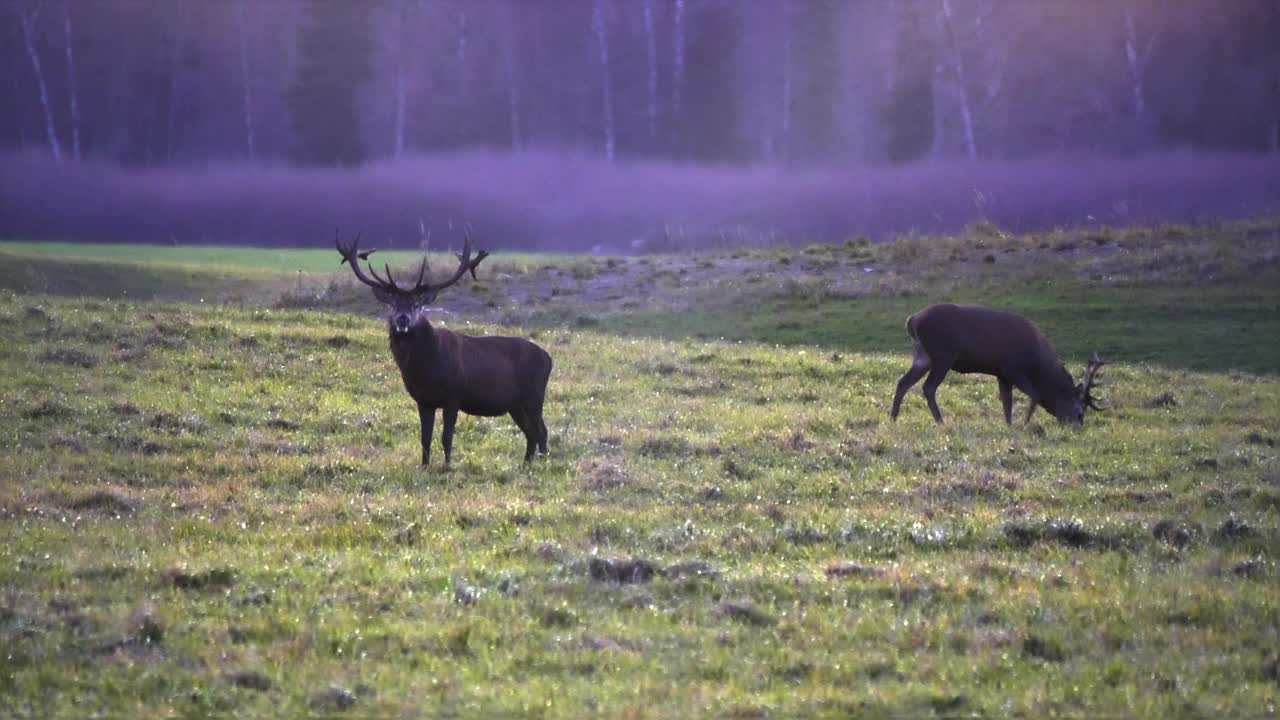 4K -日落时分，在森林边缘的野鹿视频素材