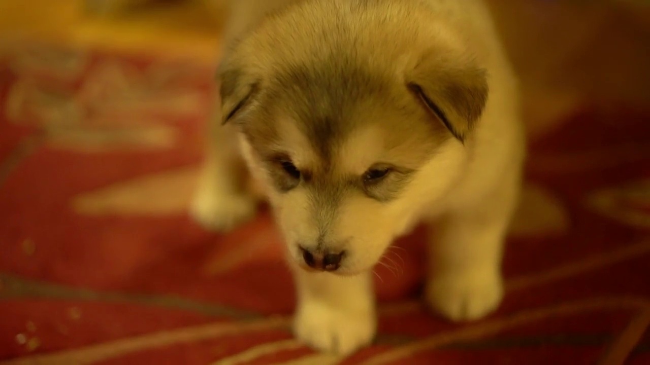可爱的西伯利亚哈士奇小狗在家中禁闭的特写镜头-费尔班克斯，阿拉斯加视频素材