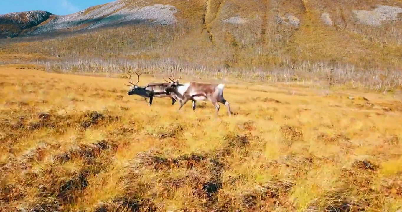航拍:挪威特罗姆瑟市，驯鹿在田野上散步，无人机在阳光明媚的一天飞过草地视频下载